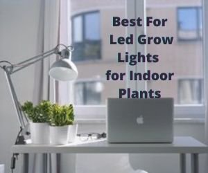 Best For Led Grow Lights for Indoor Plants